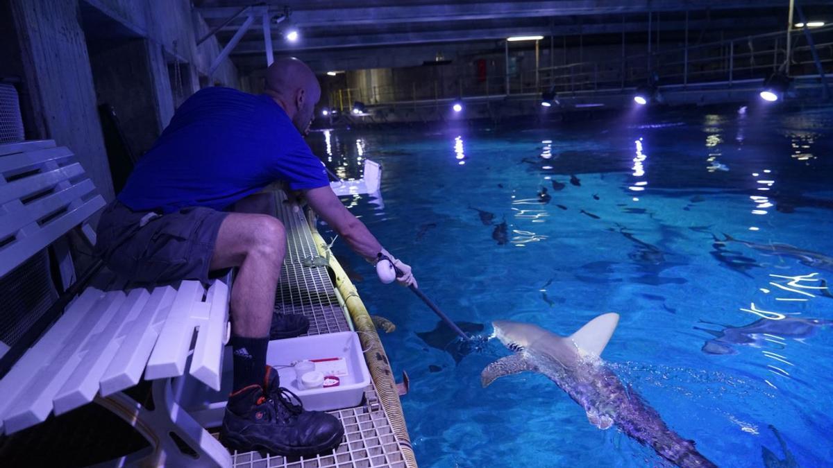 Uno de los cuidadores alimentando un tiburón gris