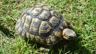 ¿Qué pasa si tengo una tortuga en casa con la nueva Ley de Bienestar Animal?