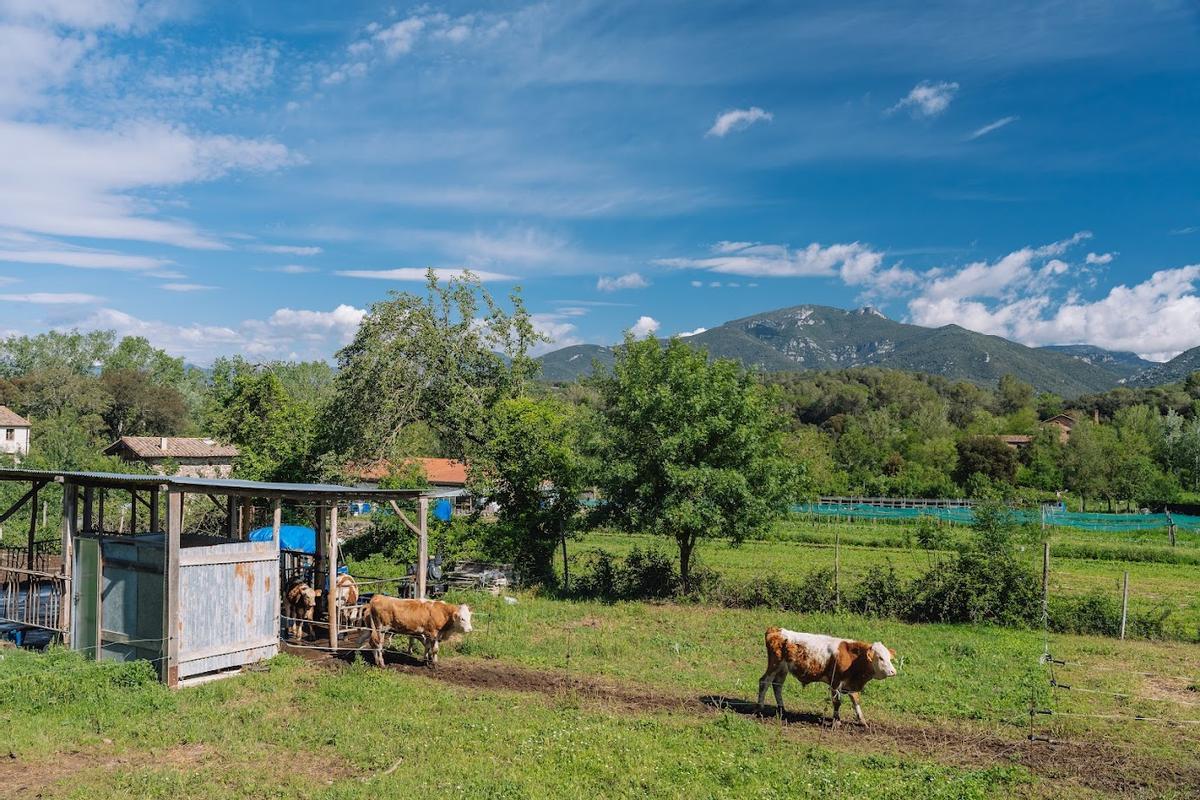 Favorecer el pastoreo dirigido, otra de las claves