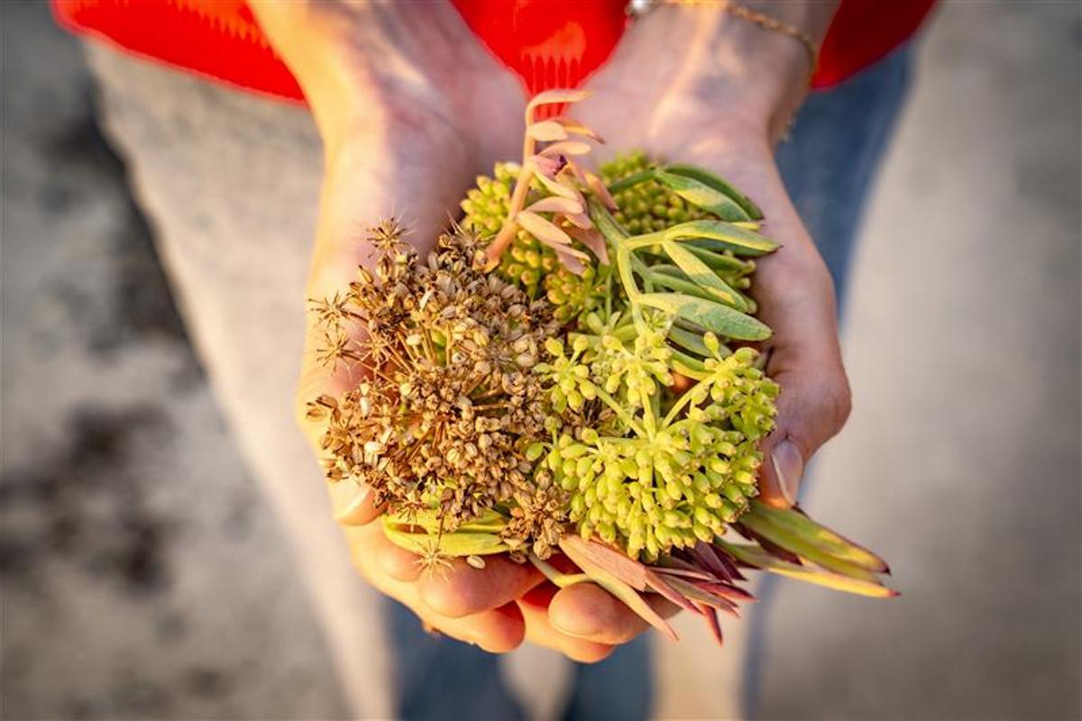 Frisch gepflückter Meeresfenchel