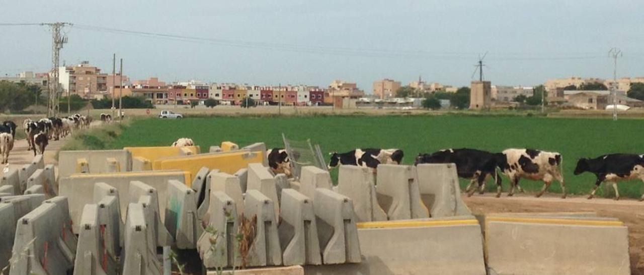 Hay estampas que nos ponen en nuestro sitio: somos hijos del agro.