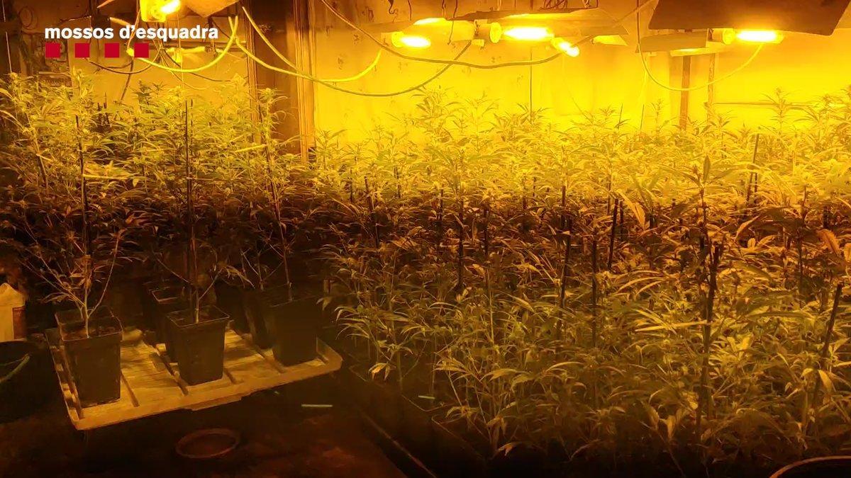 La plantación de marihuana desmantelada por los Mossos en un piso de L'Hospitalet.