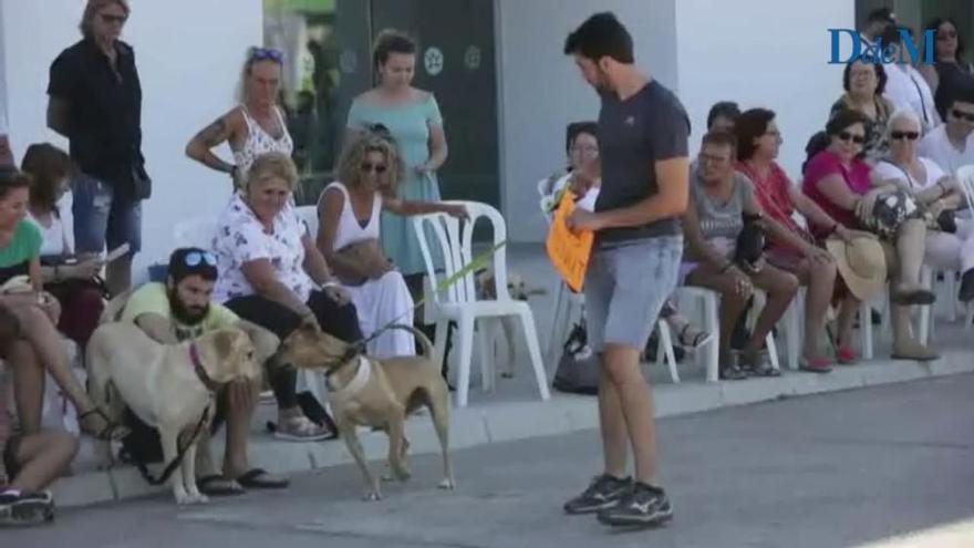 Desfile de perros que buscan un hogar