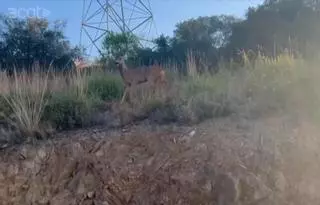 Nuevo visitante: otro corzo se pasea, esta vez, por el parque de Collserola