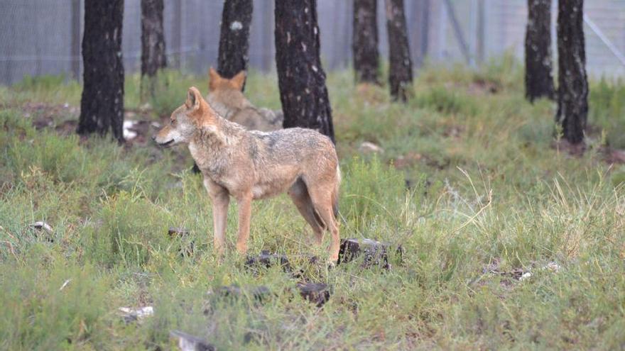 Lobos en cautividad en el Centro de Robleda