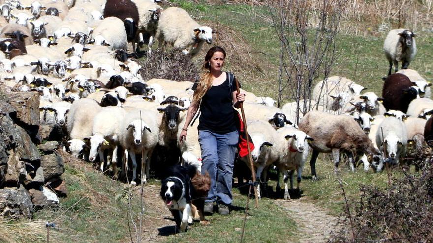 La pastora Anna Plana amb el seu ramat d&#039;ovelles a la Vall d&#039;Àssua, al Pallars Sobirà