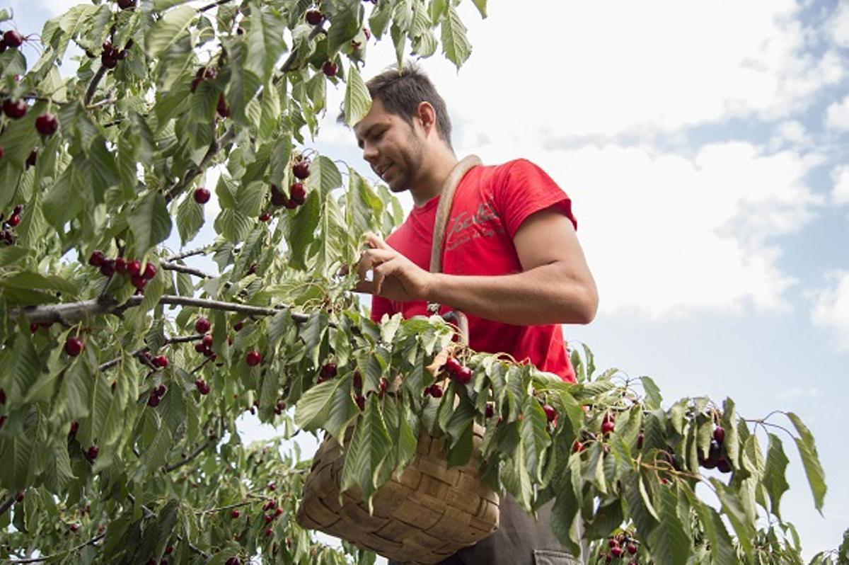 Galería | Así son las cerezas del Jerte