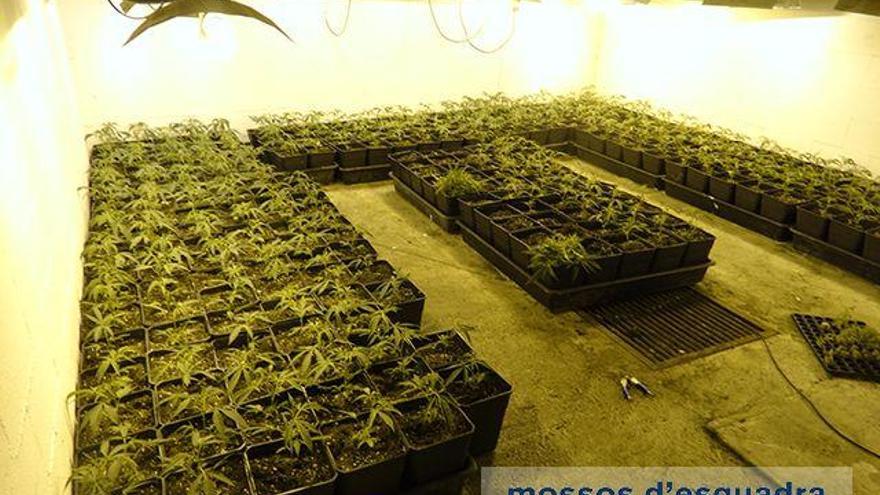 Detenen un home i intervenen 821 plantes de marihuana