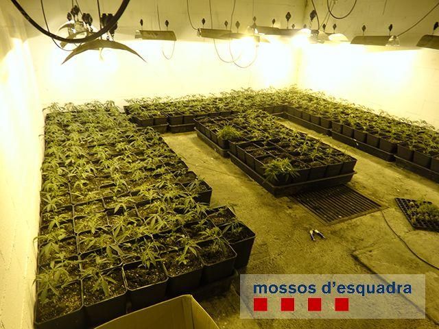 Troben prop de mil plantes de marihuana en un operatiu contra el frau elèctric a Figueres