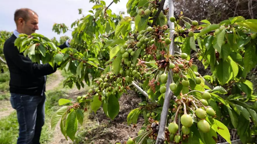 Respiro para la cereza alicantina: llega una cosecha de cinco millones de kilos tras seis años ruinosos