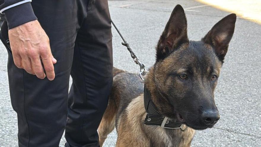 La Policia Local de Manresa presenta en Soul, el nou agent caní del cos