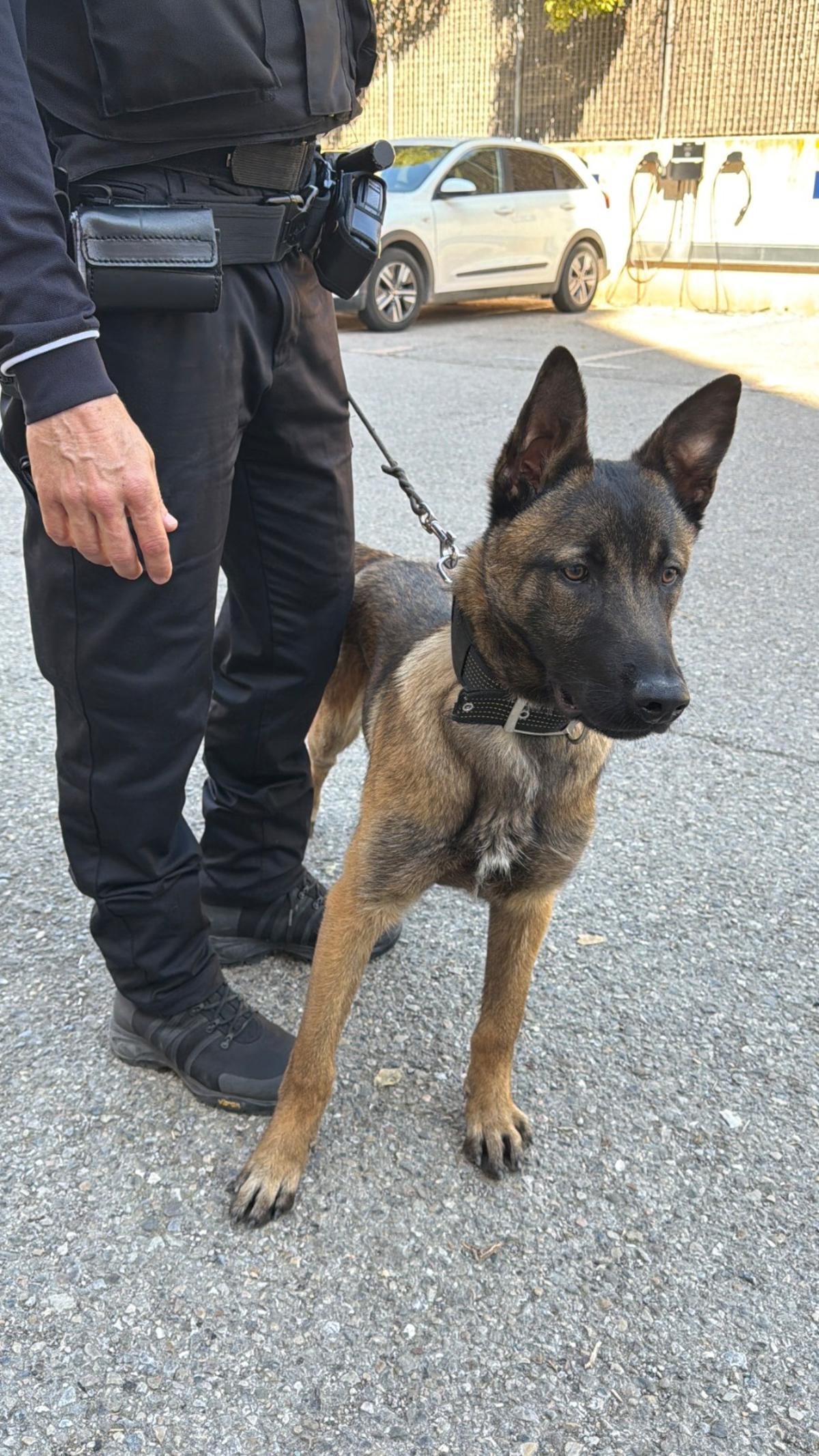 Així és el Soul, el nou agent caní de la Policia Local de Manresa