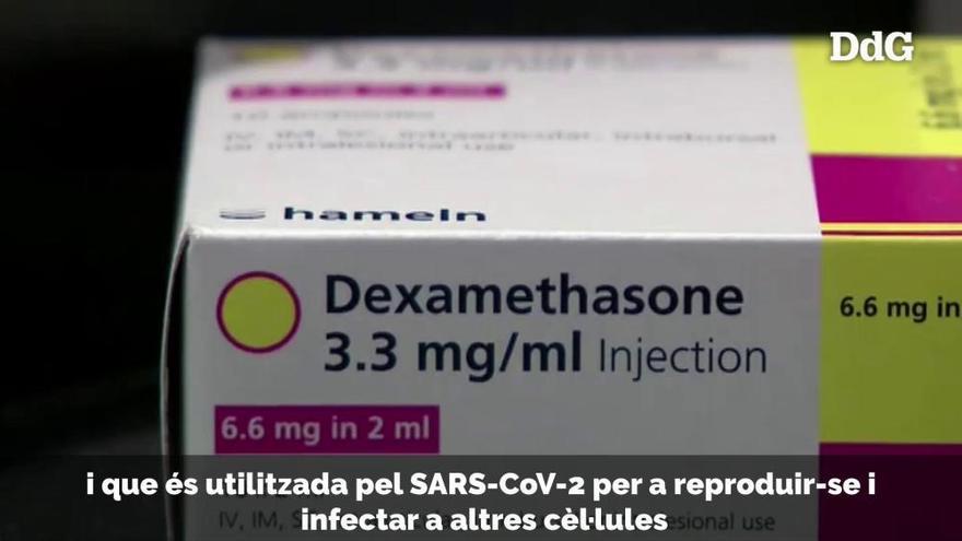 Vídeo| Un antiviral espanyol redueix gairebé al 100% la càrrega viral de la Covid