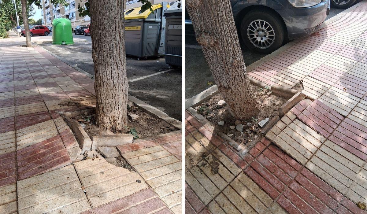 Desperfectos en la acera de la calle Mongolia, en El Campello, con baldosas levantadas alrededor de los alcorques.