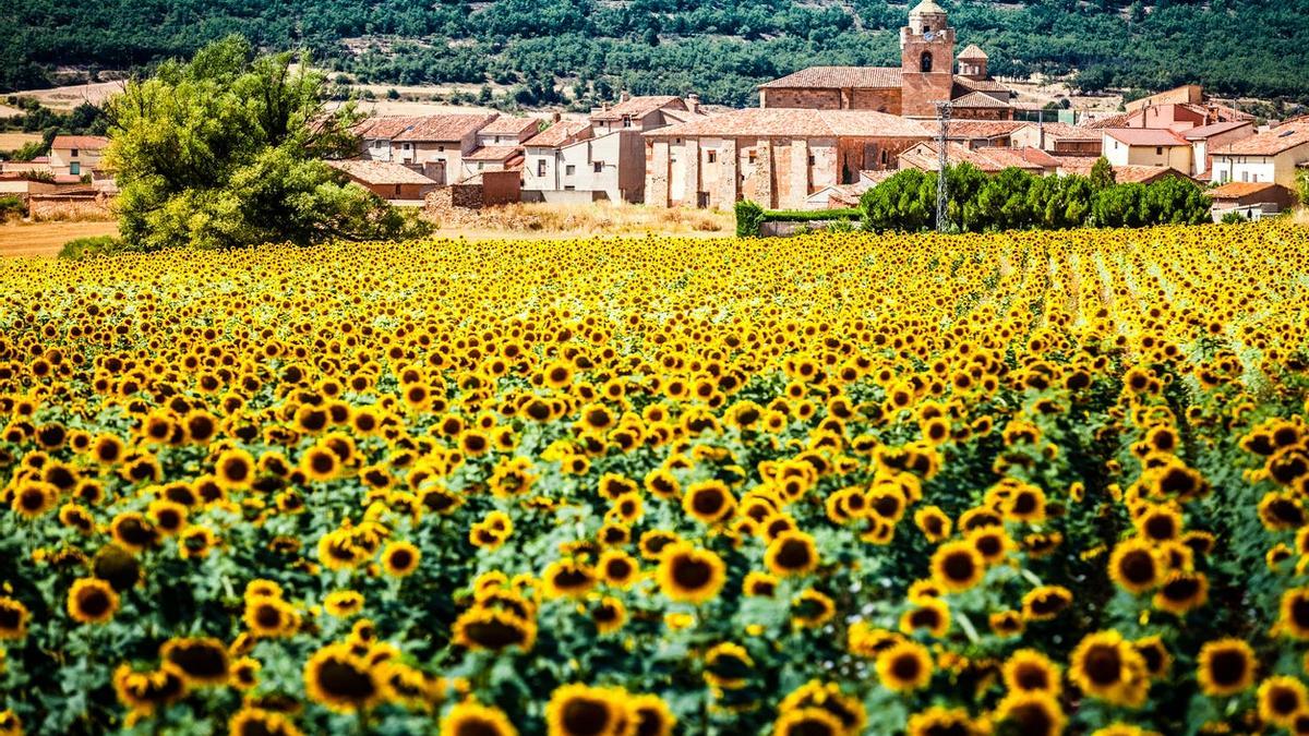 Campo de girasoles, Soria