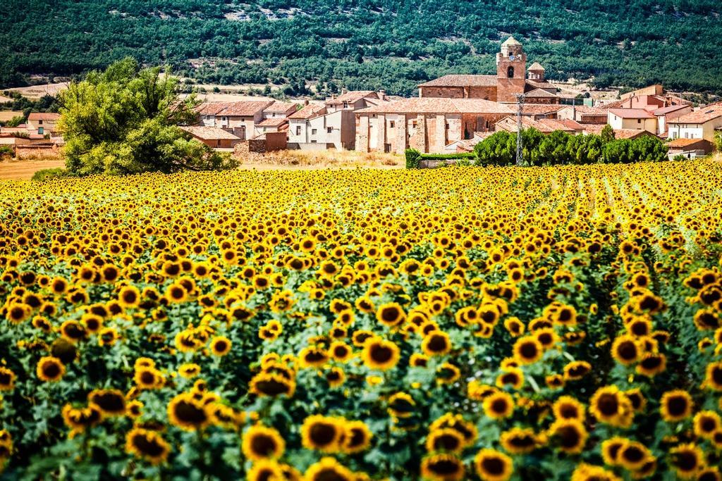 Campo de girasoles, Soria