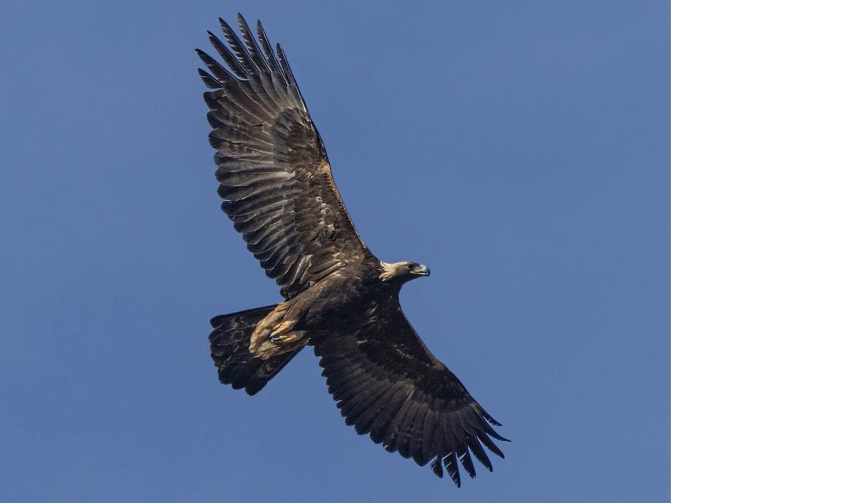 Águila real en vuelo