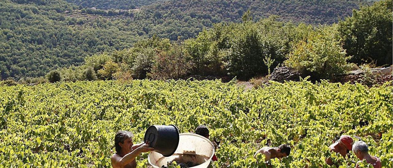 Jornaleros trabajan en la vendimia en una finca de Saint Privat, Francia.