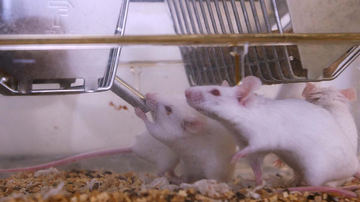 Un estudi demostra que la variant beta de la Covid-19 també infecta ratolins