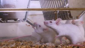 Un estudi demostra que la variant beta de la Covid-19 també infecta ratolins