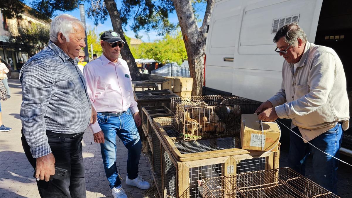 GRIPE AVIAR | Tranquilidad en Sineu: la venta de gallinas en el mercado sigue sin alteraciones