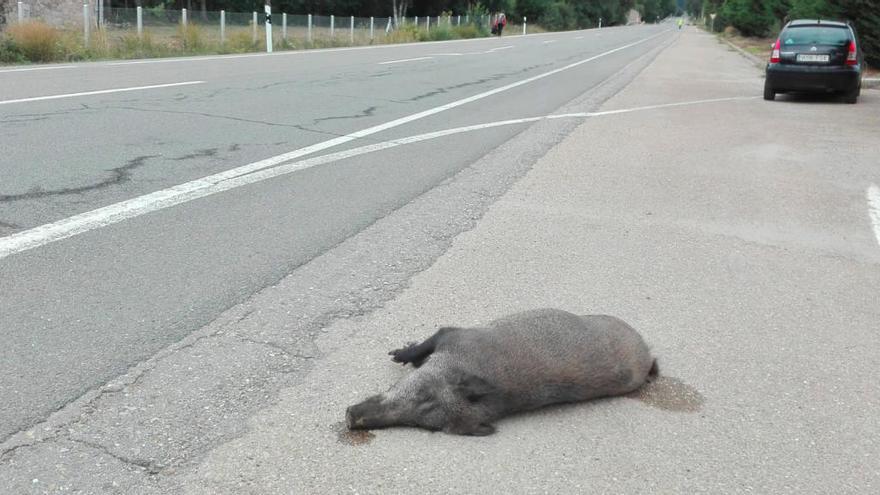 Un jabalí atropellado el pasado fin de semana en Sanabria.