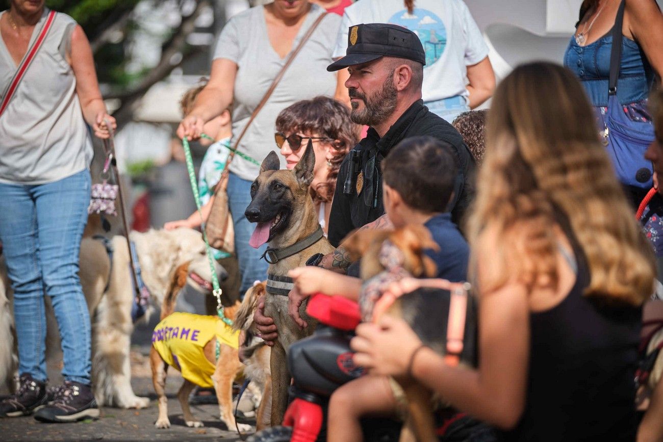 Día de los Animales en Santa Cruz