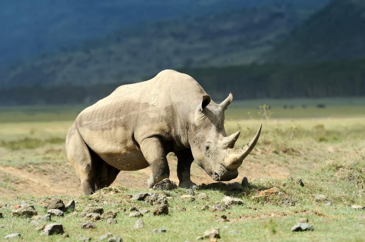 Imagen de un rinoceronte blanco africano en la sabana.