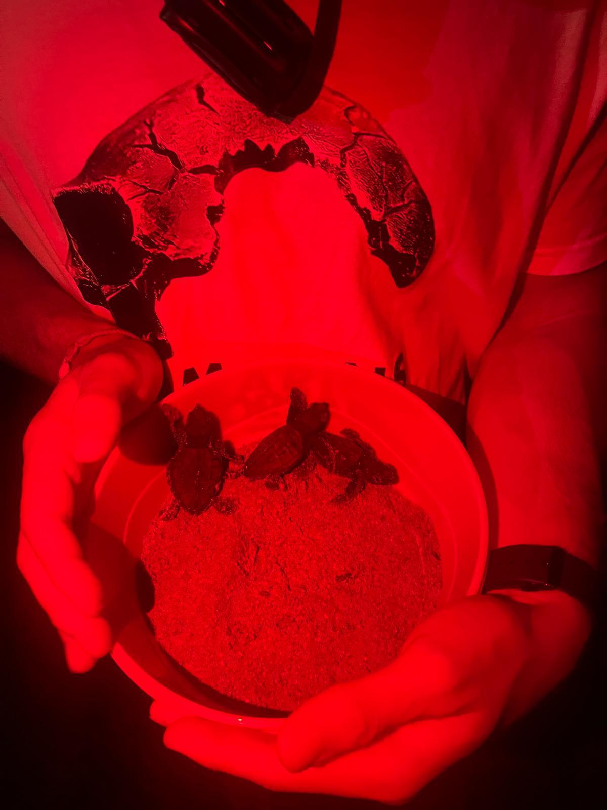 Tres de las 98 tortugas que nacieron anoche en Dénia