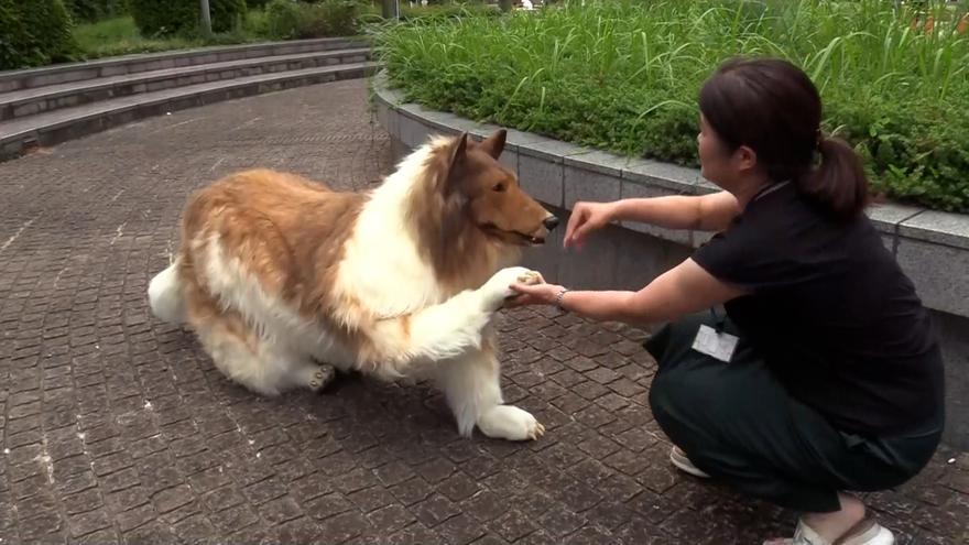 Un hombre paga 12.000 euros para convertirse en un collie