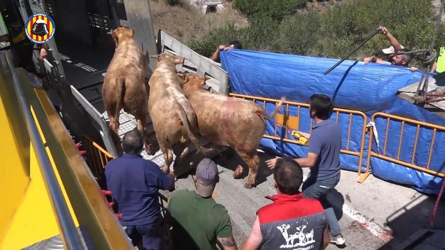 Varios terneros se escapan del camión que los llevaba al matadero a la altura de Buñol