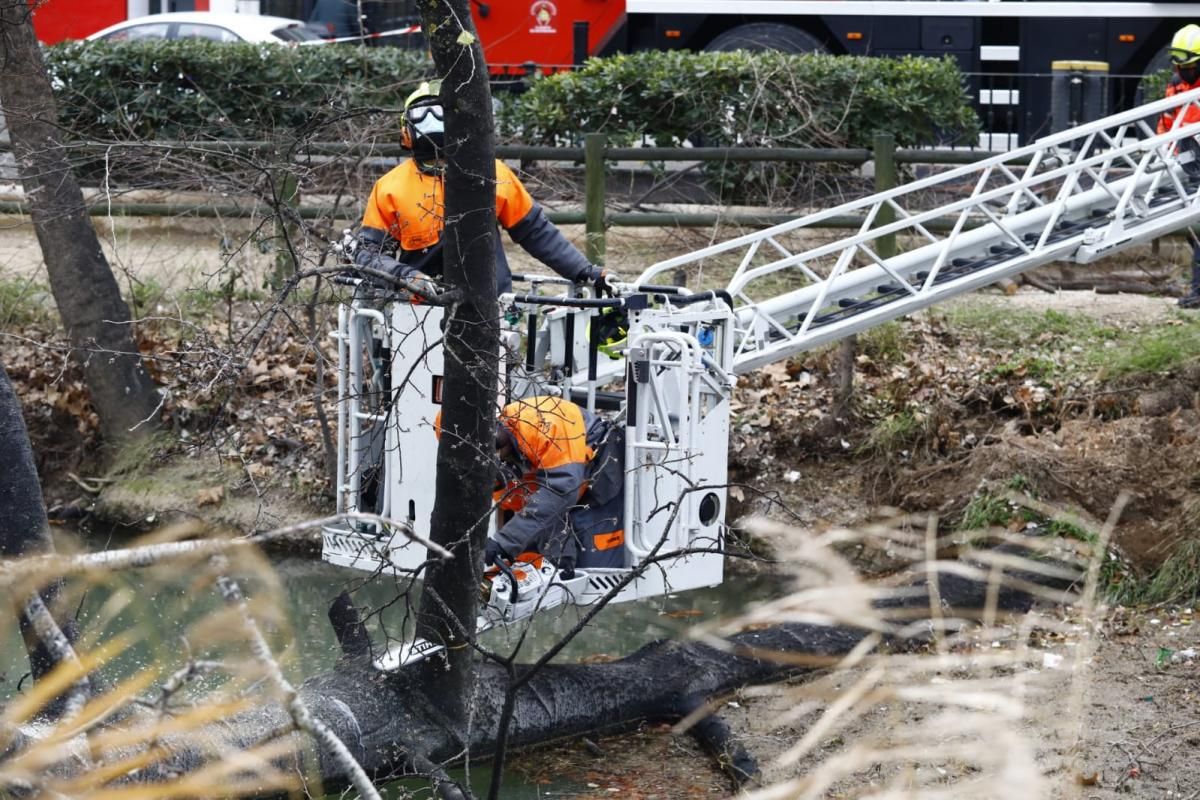 Los bomberos de Zaragoza retiran un árbol de gran porte caído sobre el canal por el peso de la nieve