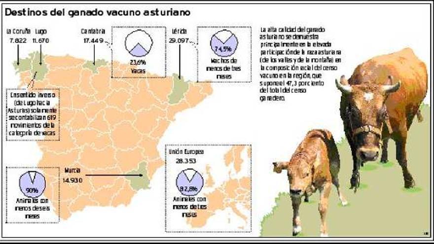 Asturias «exportó» 55.800 vacas más de las que compró a lo largo de 2006,  según Medio Rural - La Nueva España
