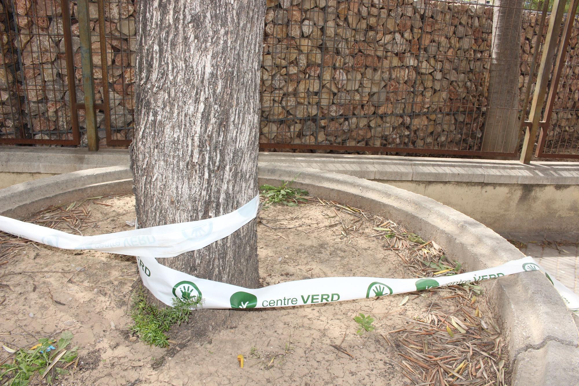 Los desbordados olivos de Castellar-Oliveral