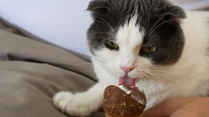 Es conveniente evitar el acceso de los gatos a los dulces.