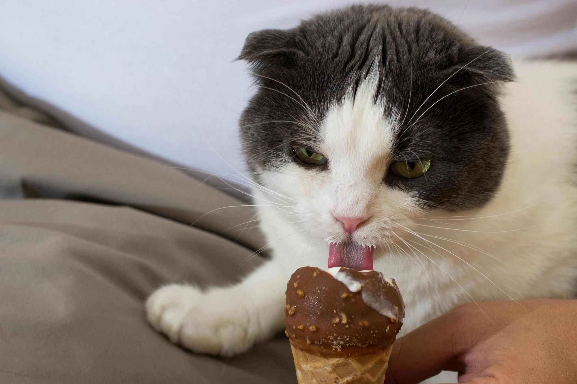 Es conveniente evitar el acceso de los gatos a los dulces.