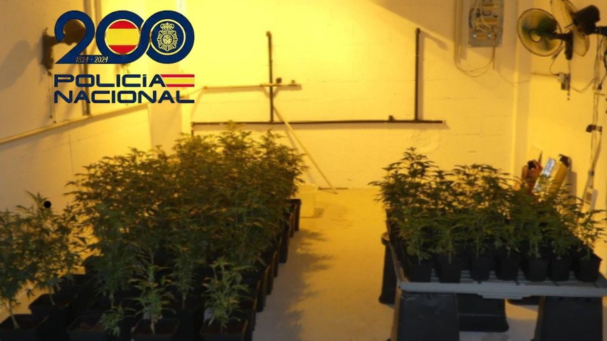 Plantación de marihuana intervenida por la Udyco de La Línea.