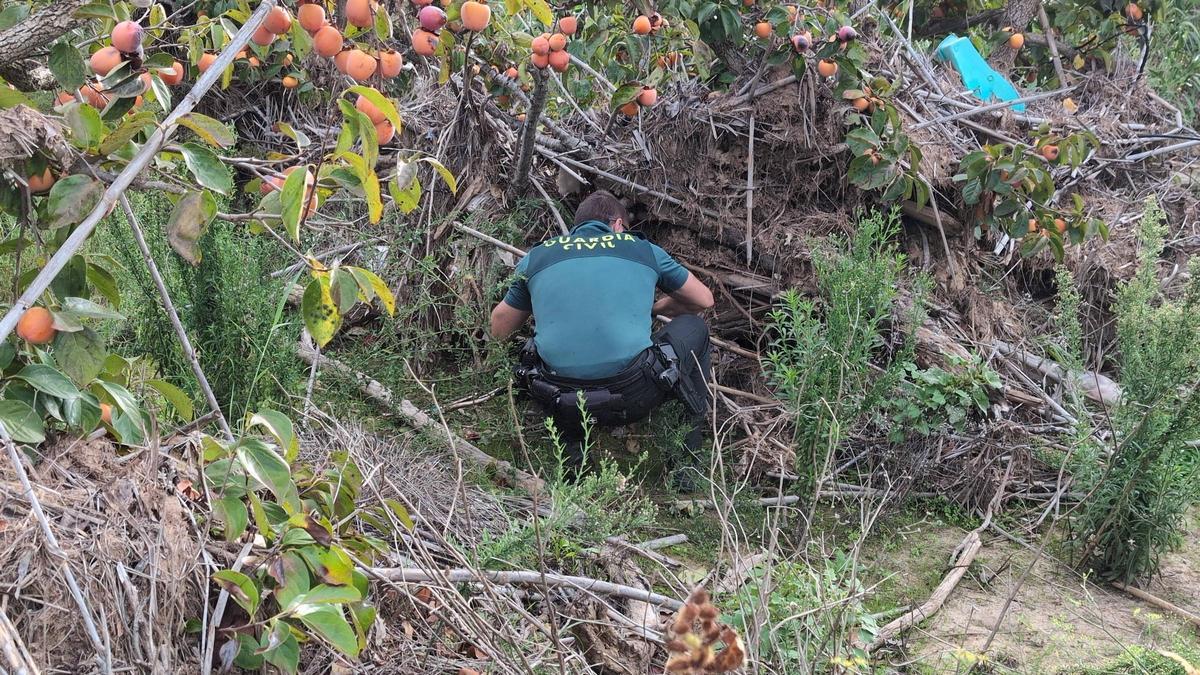 Un agente de la Guardia Civil peina la partida del Casupet, en l’Alcúdia, donde se sospecha que pueda estar el cuerpo de Paco Ruiz