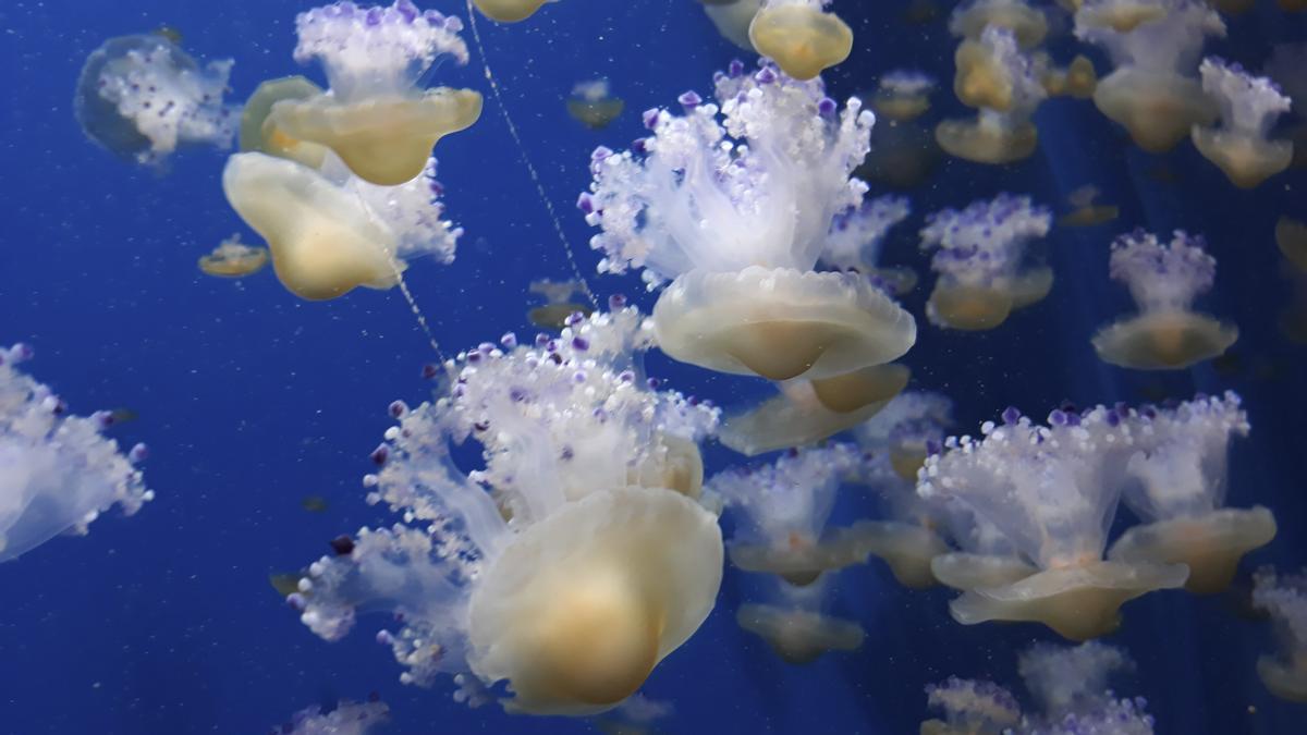 Meduses al Museu Oceanogràfic de València.