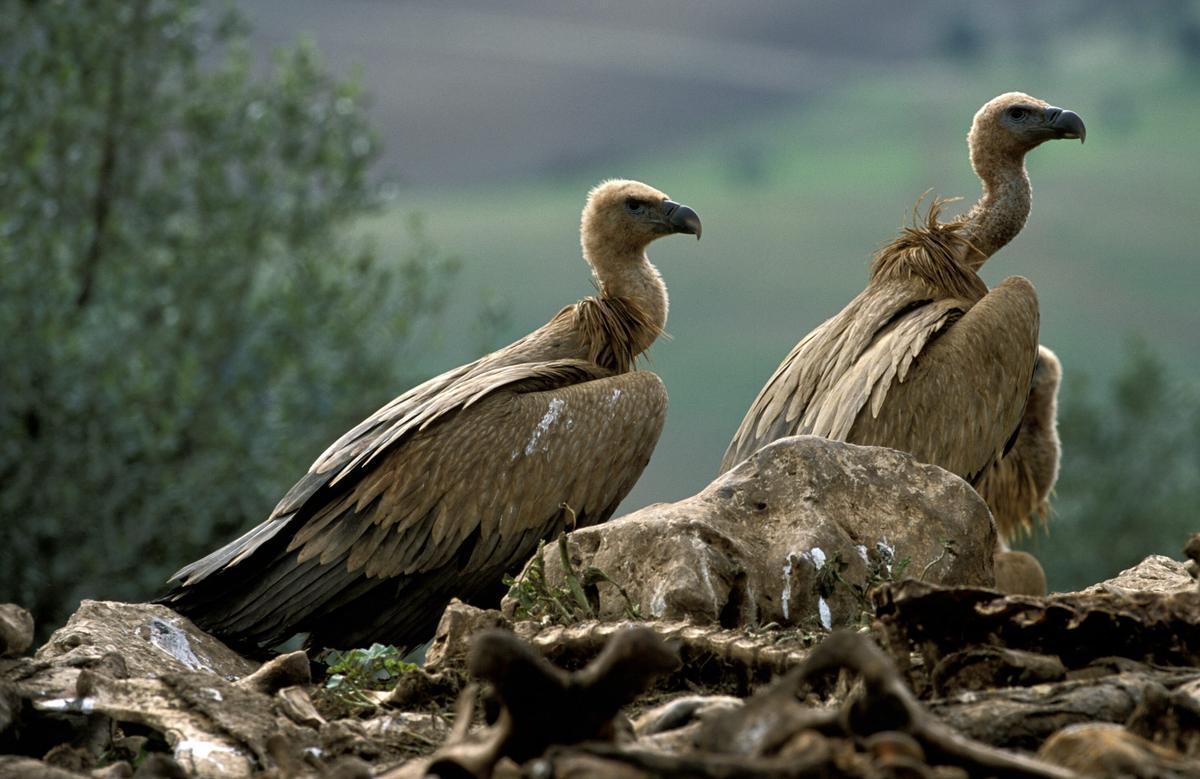 Especie de buitre leonado