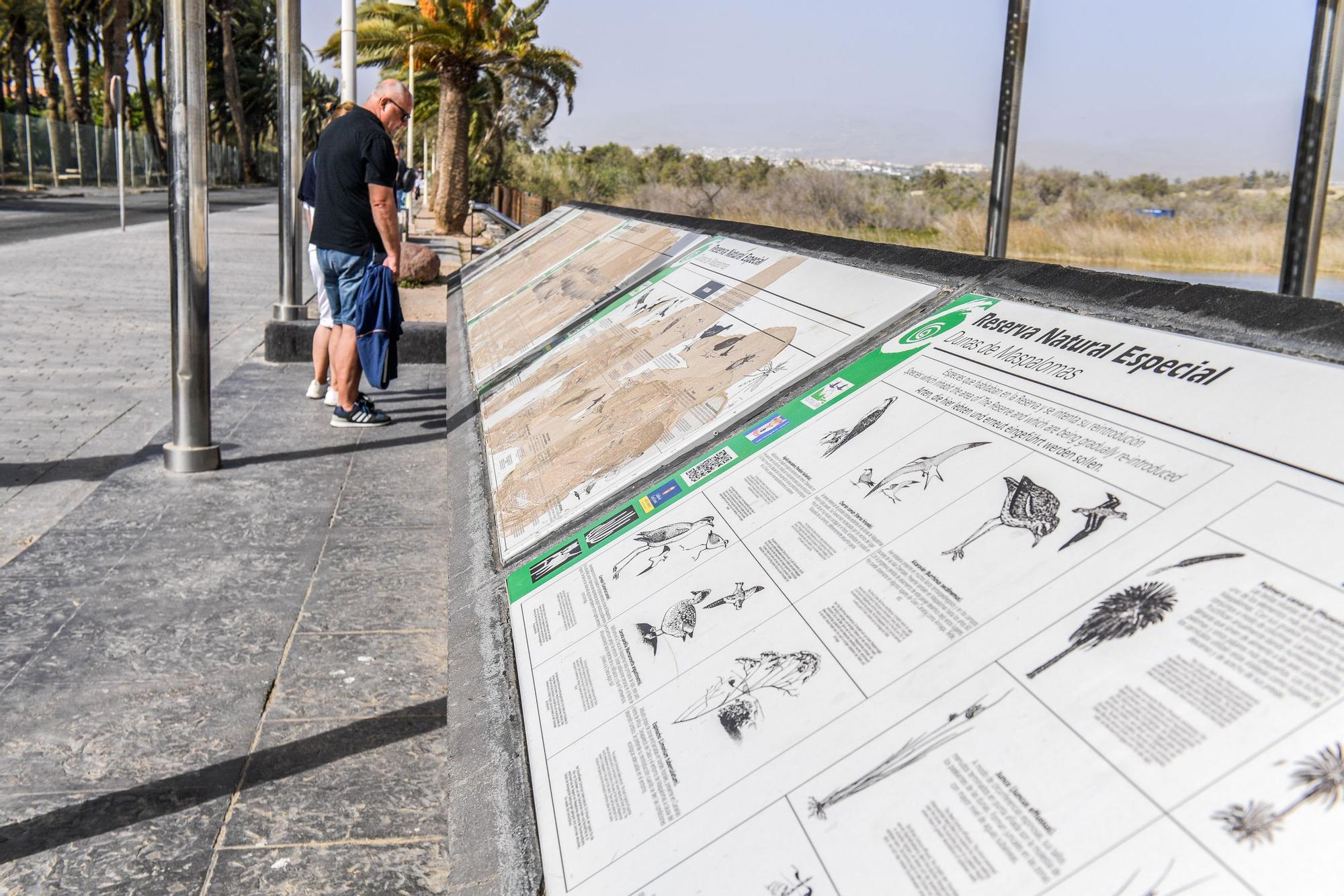 Avistamiento de fauna en la charca de Maspalomas