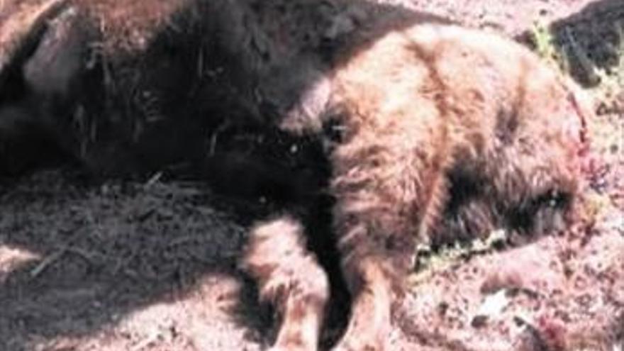 Decapitan al mayor ejemplar de bisonte de Benagéber