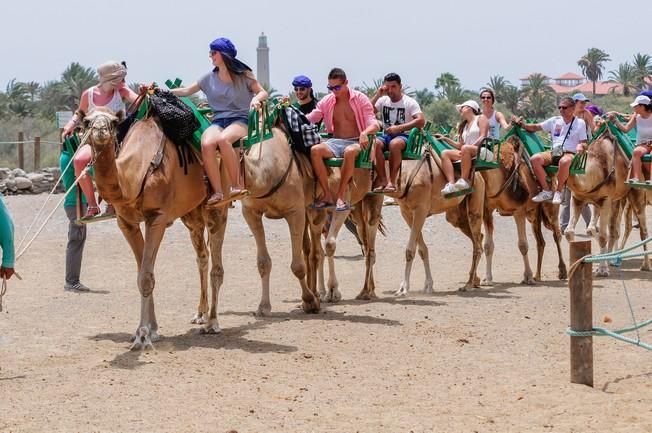 Reportaje excursiones con camellos en las Dunas ...