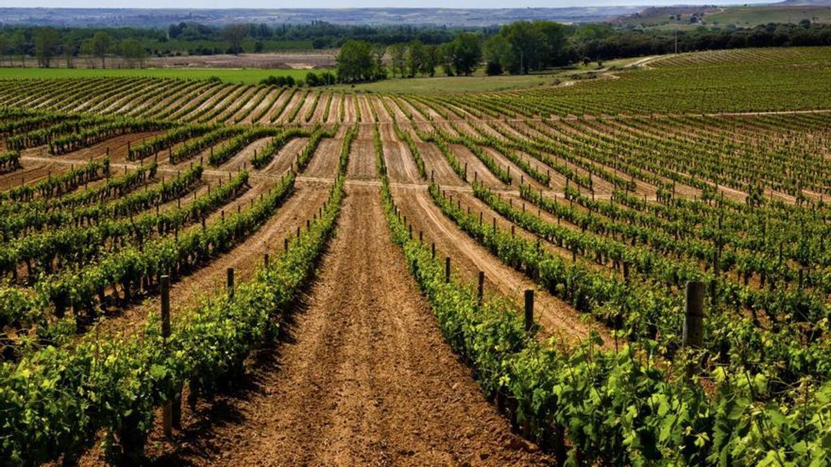 Vista de viñedos en Ribera del Duero.