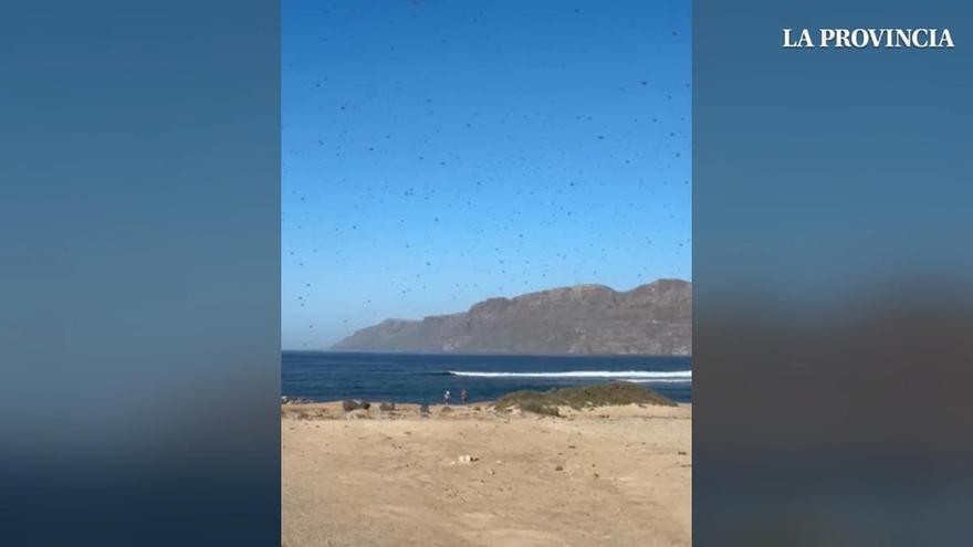 El Cabildo de Lanzarote pide vigilancia ante la aparición de langostas africanas en la costa