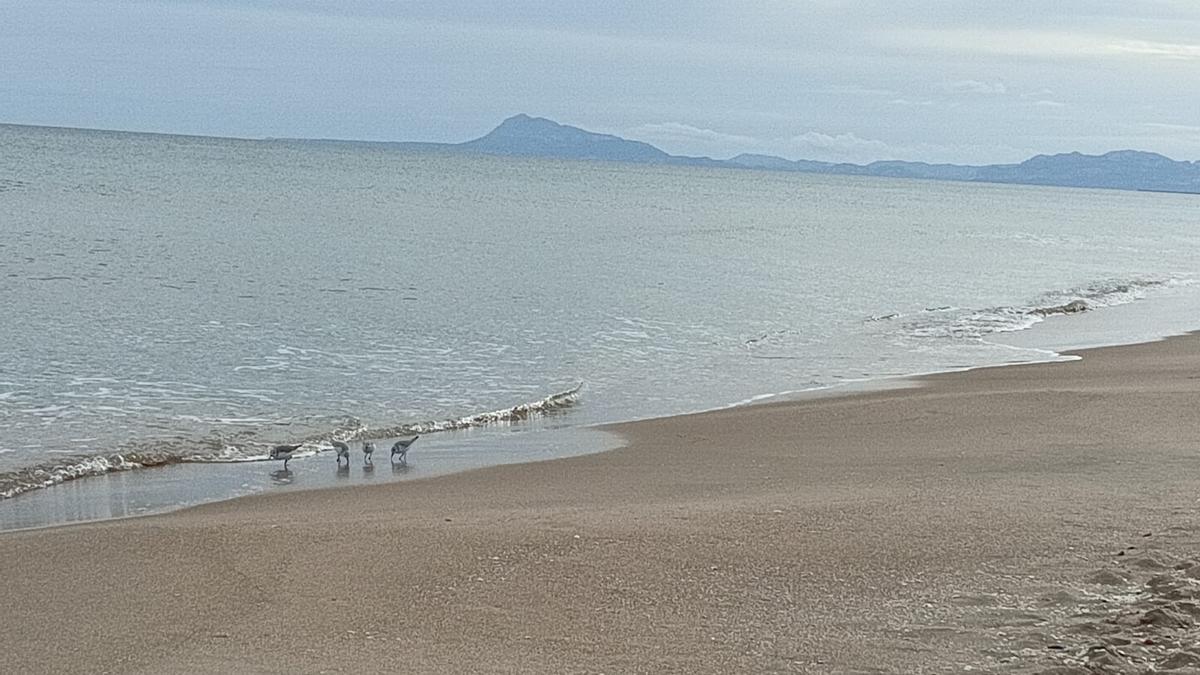 Varios ejemplares del &quot;corriolet&quot; en la playa de Tavernes, en una imagen de marzo