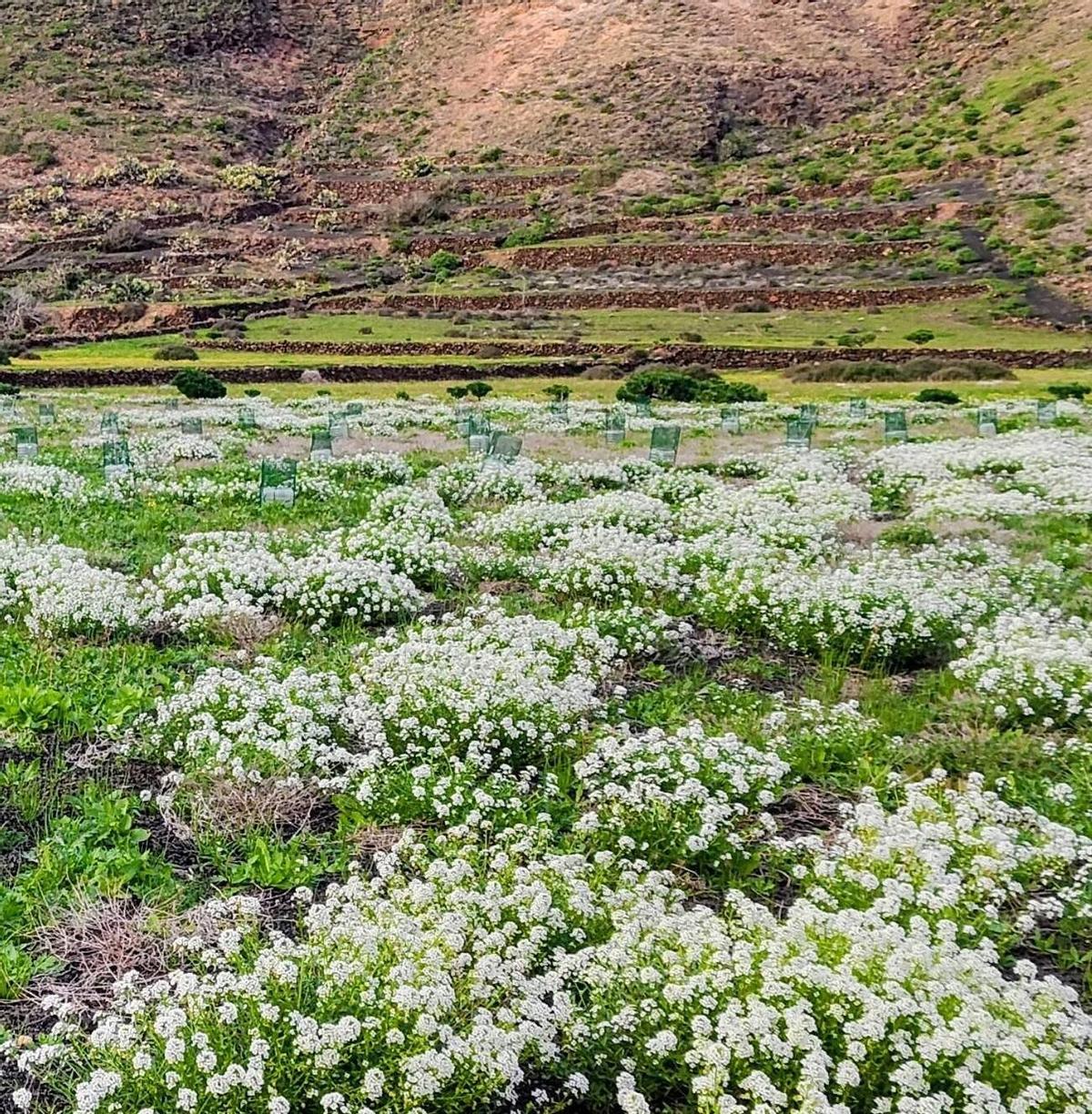 Los campos del norte de Lanzarote se tiñen de verde por las lluvias del invierno