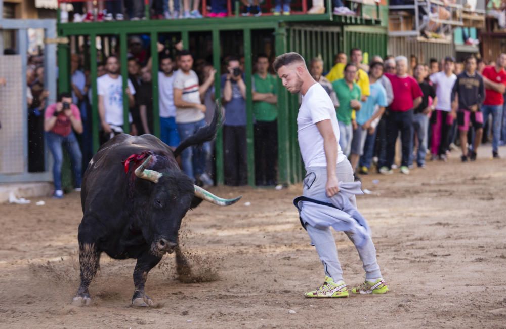 Festes de Sant Pasqual en Vila-real 2016