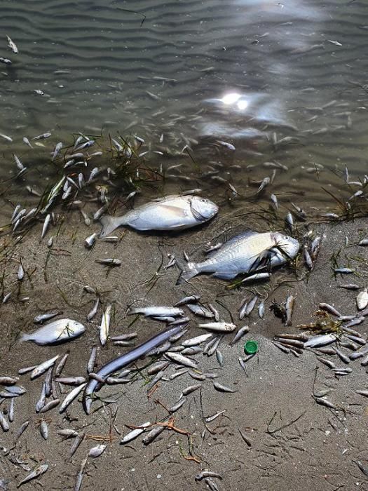 Mar Menor, una laguna sin vida