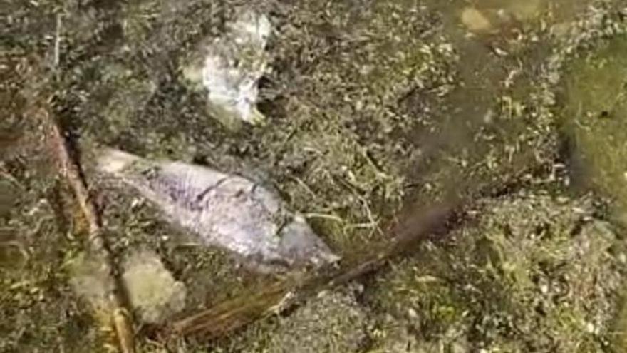 Imagen de algunos peces que han aparecido muertos aguas arriba de la presa de Plasencia.